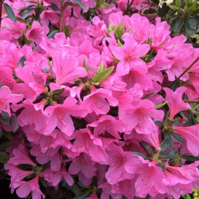 Рододендрон Мадам ван Хенке фото