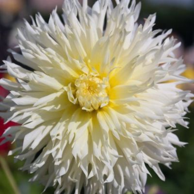 Георгина Айс Кристал - Dolina-Sad.Ru