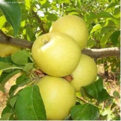 Яблоня Голден Делишс/Зимняя Яблоня Голден Делишс/Зимняя фото