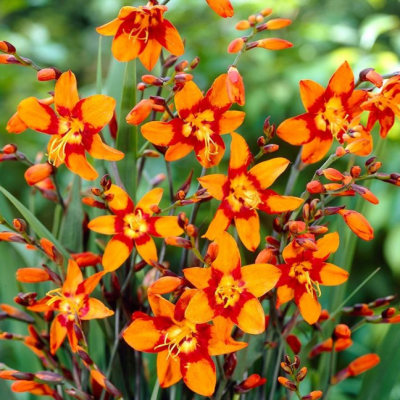 Крокосмия Эмили МакКензи фото