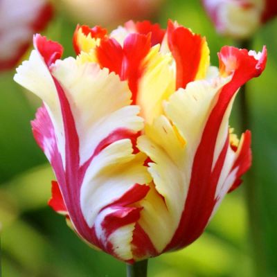 Тюльпан Флеминг Перрот Голд Тюльпан Флеминг Перрот Голд фото