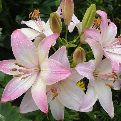 Лилия Марлене (в горшке) Лилия Марлене (в горшке) фото