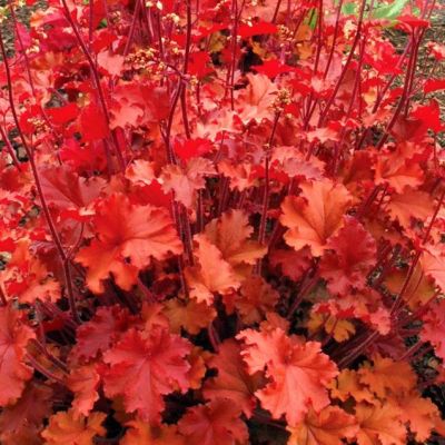 Гейхера Пич Крисп Гейхера Пич Крисп - Dolina-Sad.Ru