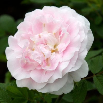 Роза Мартин Фробишер Роза Мартин Фробишер - Dolina-Sad.Ru