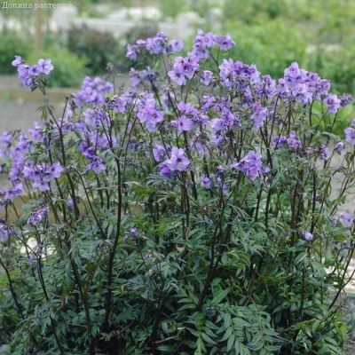 Синюха езоэнская Брессинхам Пурпл - Dolina-Sad.Ru
