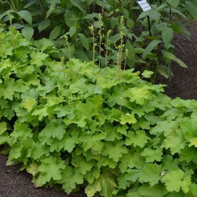 Гейхера Писташ - Dolina-Sad.Ru