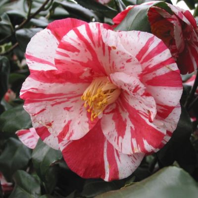 Камелия японская Триколор - Dolina-Sad.Ru