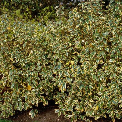 Лох Эббинга Гилт Эдж Лох Эббинга Гилт Эдж - Dolina-Sad.Ru