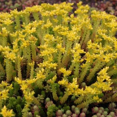 Седум шестирядный Веизе Тетра , P9 Седум шестирядный Веизе Тетра , P9 фото