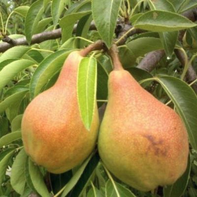 Груша Чудесница Груша Чудесница - Dolina-Sad.Ru