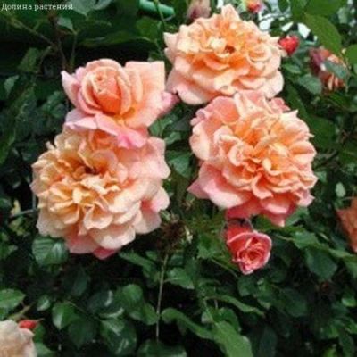 Роза Отэм Сансет Роза Отэм Сансет фото