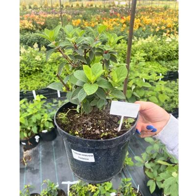 Гортензия метельчатая Самарская Лидия, С3 - Dolina-Sad.Ru