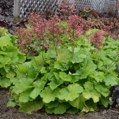 Гейхера Претти Пистачио , С1,5 Гейхера Претти Пистачио , С1,5 фото