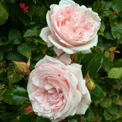 Роза Штамбовая Констанца Моцарт Роза Штамбовая Констанца Моцарт - Dolina-Sad.Ru