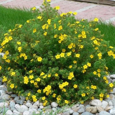 Лапчатка Аннет, С3 - Dolina-Sad.Ru