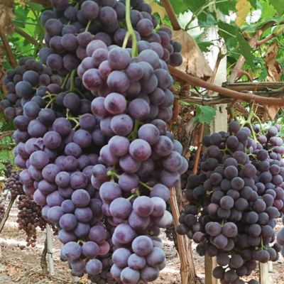 Виноград Апулия Роза Виноград Апулия Роза - Dolina-Sad.Ru