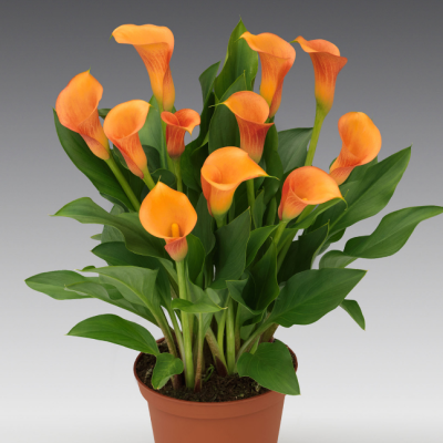 Калла Мерседес Калла Мерседес фото