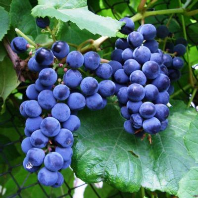 Виноград Зилга (Латвийская селекция) Виноград Зилга (Латвийская селекция) фото