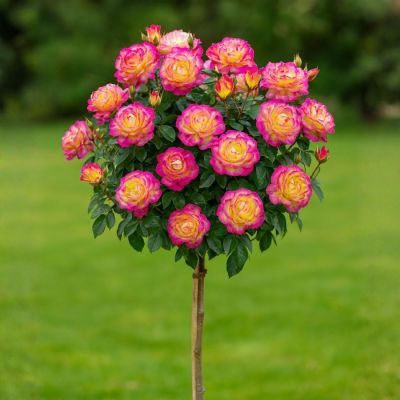 Роза штамбовая Рэинбов Сорбет Роза штамбовая Рэинбов Сорбет - Dolina-Sad.Ru