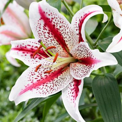 Лилия Тайгервудс - Dolina-Sad.Ru