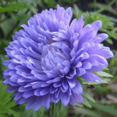 Астра пионовидная Синяя башня Астра пионовидная Синяя башня фото