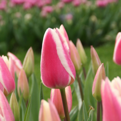 Тюльпан Эрли Сюрпрайз Тюльпан Эрли Сюрпрайз фото