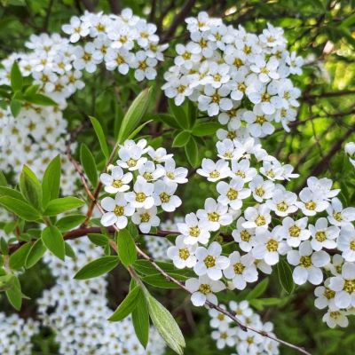 Спирея стелющаяся, С3 - Dolina-Sad.Ru