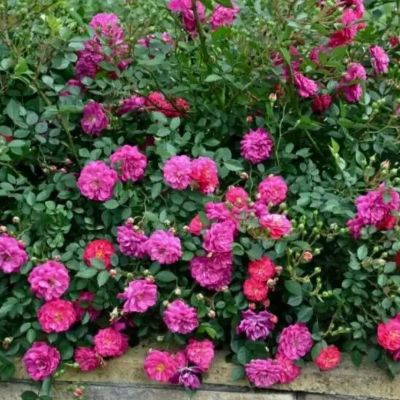 Роза Сиреневый Дождь Роза Сиреневый Дождь - Dolina-Sad.Ru