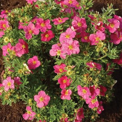 Лапчатка кустарниковая Белиссимо, С3 Лапчатка кустарниковая Белиссимо, С3 - Dolina-Sad.Ru