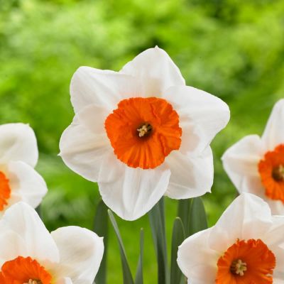 Нарцисс Профессор Эйнштейн фото