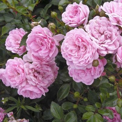 Роза Фэйри (2шт.) Роза Фэйри (2шт.) фото