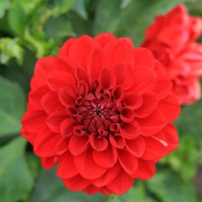 Георгина Арнхем Георгина Арнхем фото