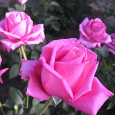 Роза Фосфор Роза Фосфор - Dolina-Sad.Ru