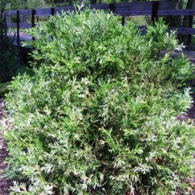 Туевик поникающий (долотовидный) Вариегата Туевик поникающий (долотовидный) Вариегата фото