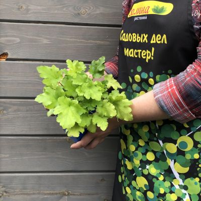 Гейхера Лайм Мармелад , С1,5 Гейхера Лайм Мармелад , С1,5 фото