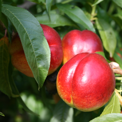 Нектарин Флаймегло фото