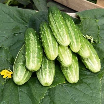 Огурец Журавленок F1 Огурец Журавленок F1 фото