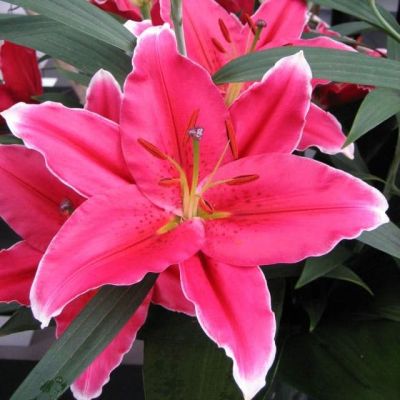 Лилия Кобра Лилия Кобра фото