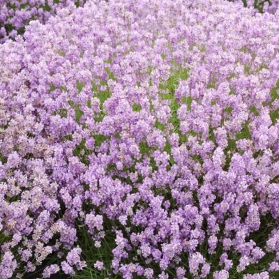 Лаванда узколистная Розеа Лаванда узколистная Розеа фото