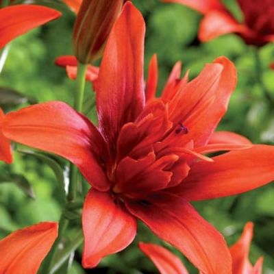 Лилия Ред Твин Лилия Ред Твин фото