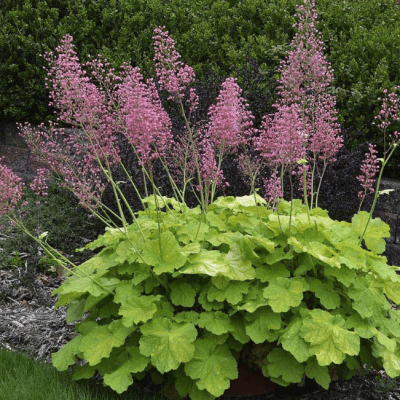 Гейхера Претти Пистачио , С1,5 Гейхера Претти Пистачио , С1,5 фото