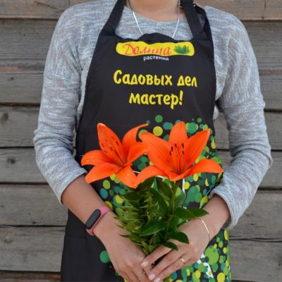 Лилия Оранж Тон Лилия Оранж Тон - Dolina-Sad.Ru