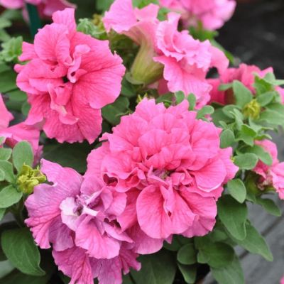 Петуния Махровые многоцветковая Дуо роуз Петуния Махровые многоцветковая Дуо роуз фото