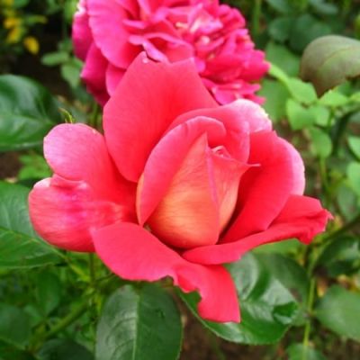 Роза Кроненбург Роза Кроненбург фото