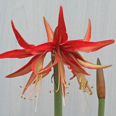 Амариллис Суматра - Dolina-Sad.Ru