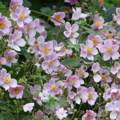 Анемона Септембер Чарм Анемона Септембер Чарм - Dolina-Sad.Ru