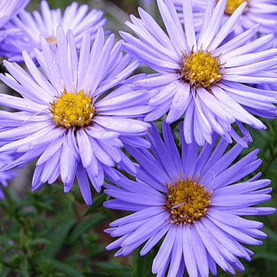 Астра кустарниковая Блаубокс фото