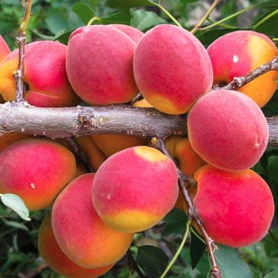 Абрикос Северное Сияние Абрикос Северное Сияние - Dolina-Sad.Ru