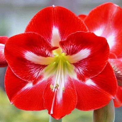 Амариллис Династия Амариллис Династия фото