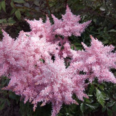 Астильба Шугарберри Астильба Шугарберри - Dolina-Sad.Ru